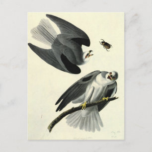 Audubon's White-Soca Vykort