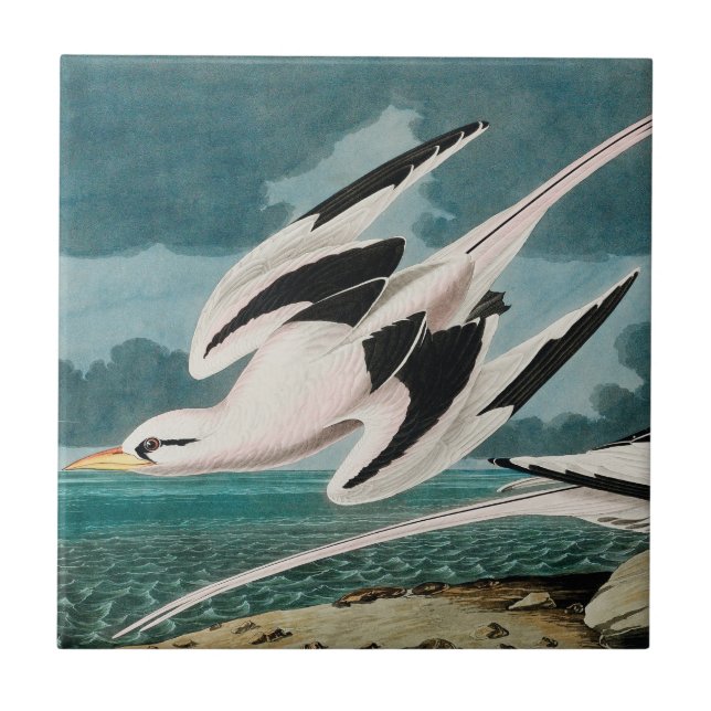 Audubon's White-Tails Tropicbird Kakelplatta (Framsidan)