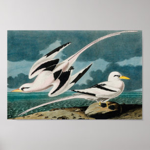 Audubon's White-Tails Tropicbird Poster