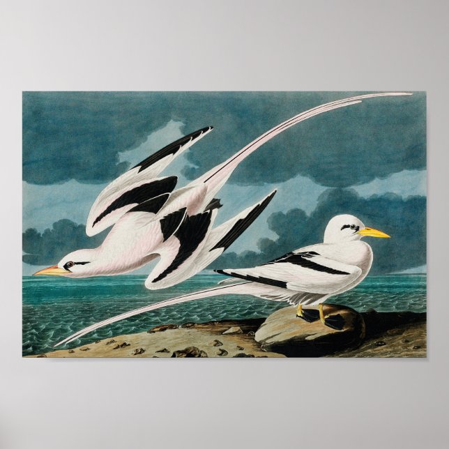 Audubon's White-Tails Tropicbird Poster (Framsidan)
