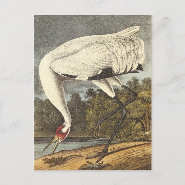 Audubon's WHOPing Crane Vykort (Framsida)