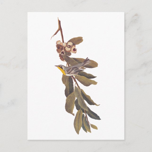 Audubon's Yellowhalsdarfågel vid Träd Gren Vykort (Framsida)