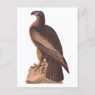 Audubon's Young Örn på Brown Sten Vykort