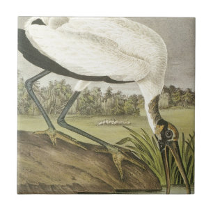 Audubonss Wood Stork Kakelplatta