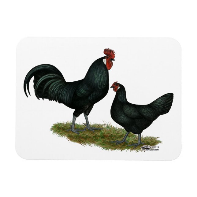Augsburger Chickens Magnet (Horisontell)