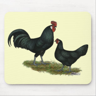 Augsburger Chickens Musmatta
