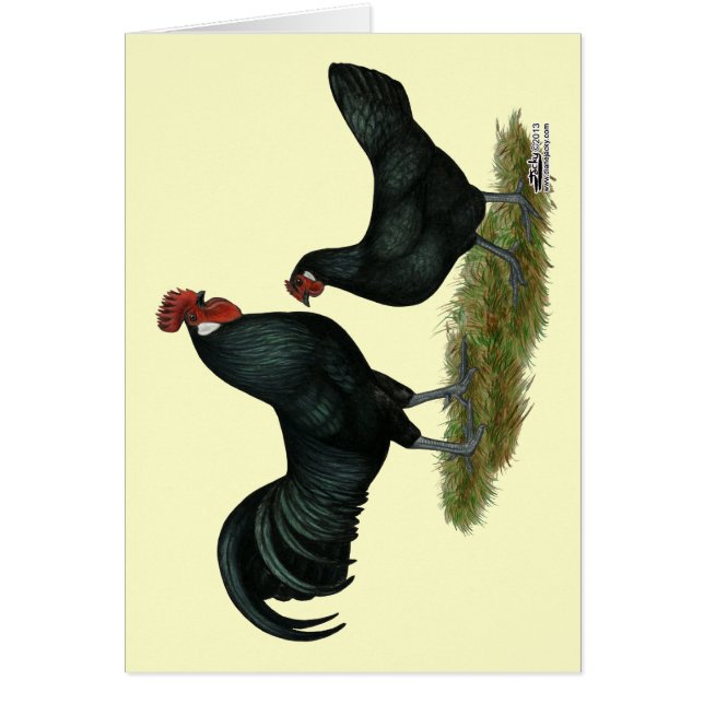 Augsburger Chickens OBS Kort (Framsidan)