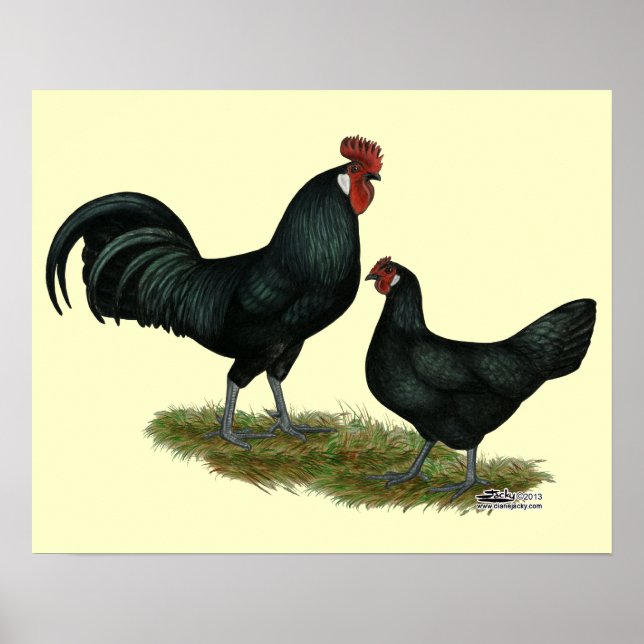 Augsburger Chickens Poster (Framsidan)