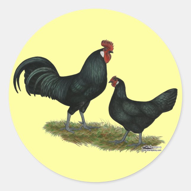 Augsburger Chickens Runt Klistermärke (Framsida)