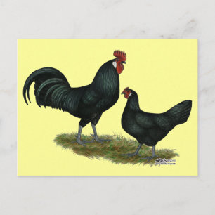Augsburger Chickens Vykort