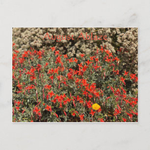 August Ablaze Vykort
