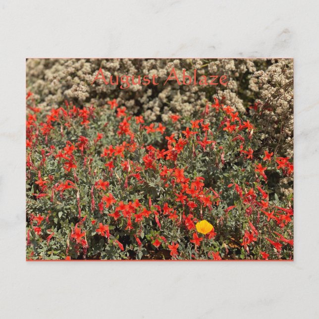 August Ablaze-vykort Vykort (Framsida)