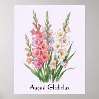 August Gladiolus Blommor Poster