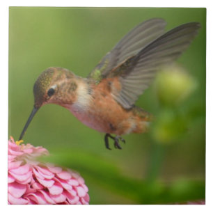 August Zinnia Flowers Hummingbird Kakelplatta