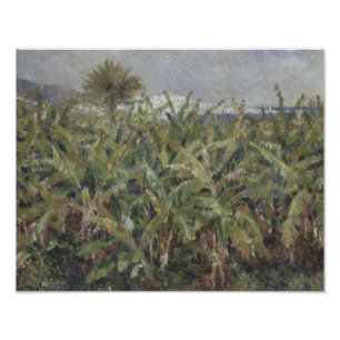 Auguste Renoir - Fält i Banana Träd Fototryck