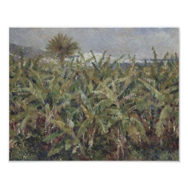 Auguste Renoir - Fält i Banana Träd Fototryck (Framsidan)