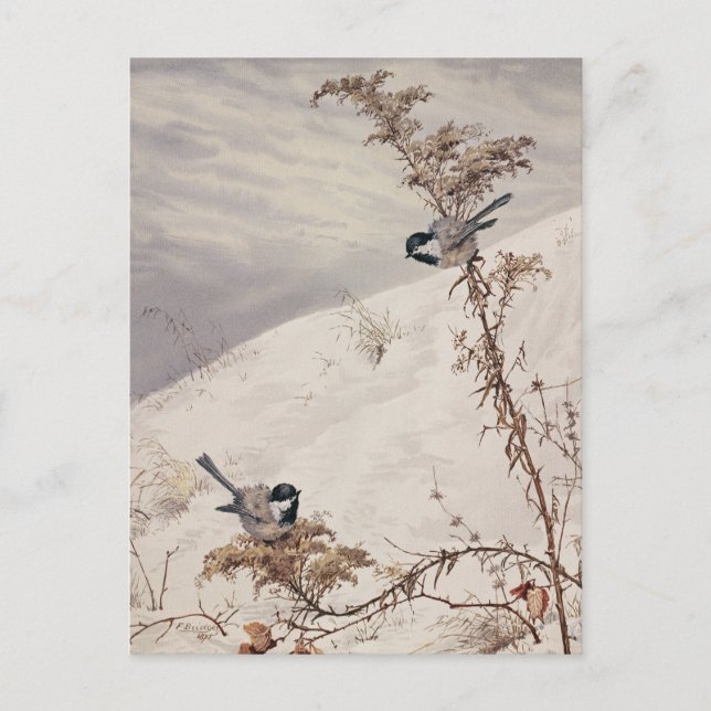 Augusti | Fidelia Bridges Vykort (Framsida)