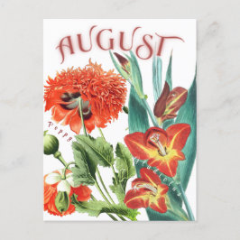Augusti Flowers Gladiolus & Poppy Finare Vykort