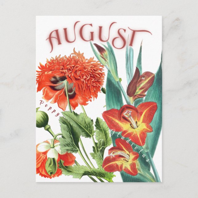 Augusti Flowers Gladiolus & Poppy Finare Vykort (Framsida)