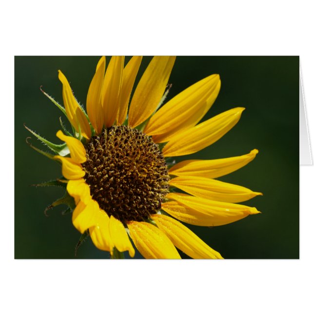 Augusti solroskort 5X7 Hälsningskort (Framsidan Horizontal)