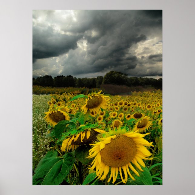 Augusti storm, poster (Framsidan)