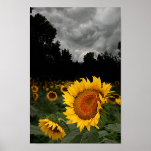 Augusti storm poster