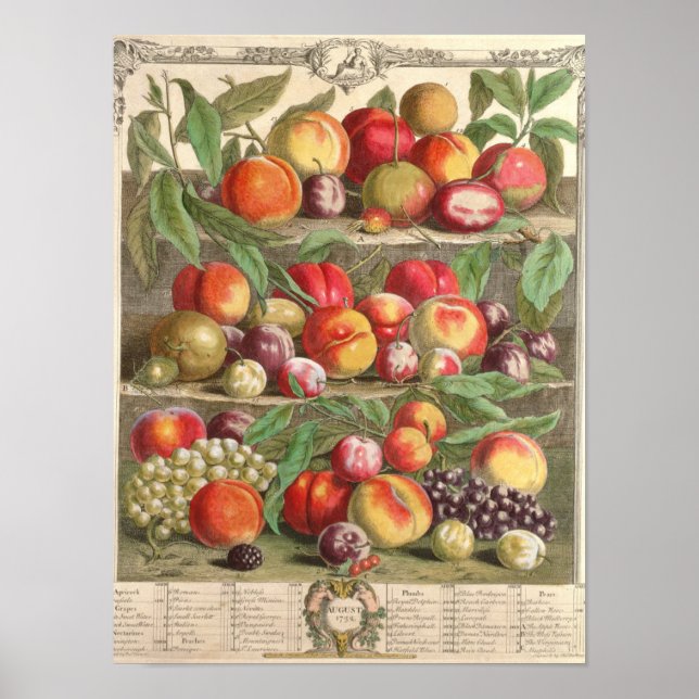 Augusti: "Tolv månader av frukt" Poster (Framsidan)