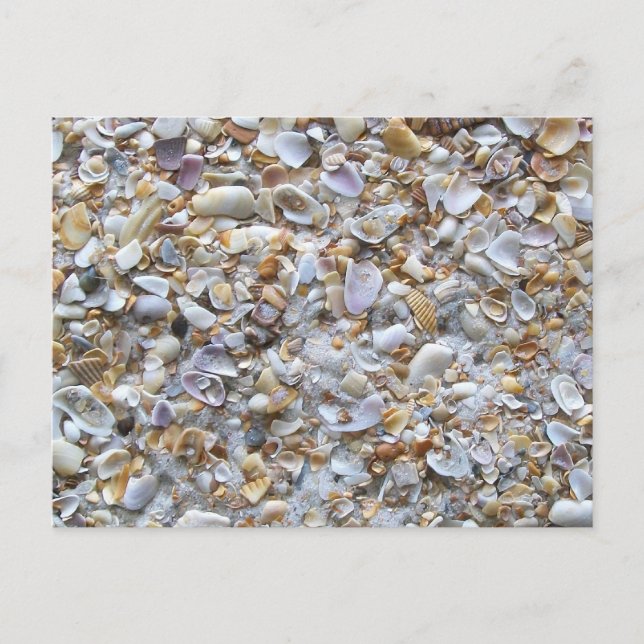 Augustine Beach Sand. Tiny Snäckas Florida Vykort (Framsida)