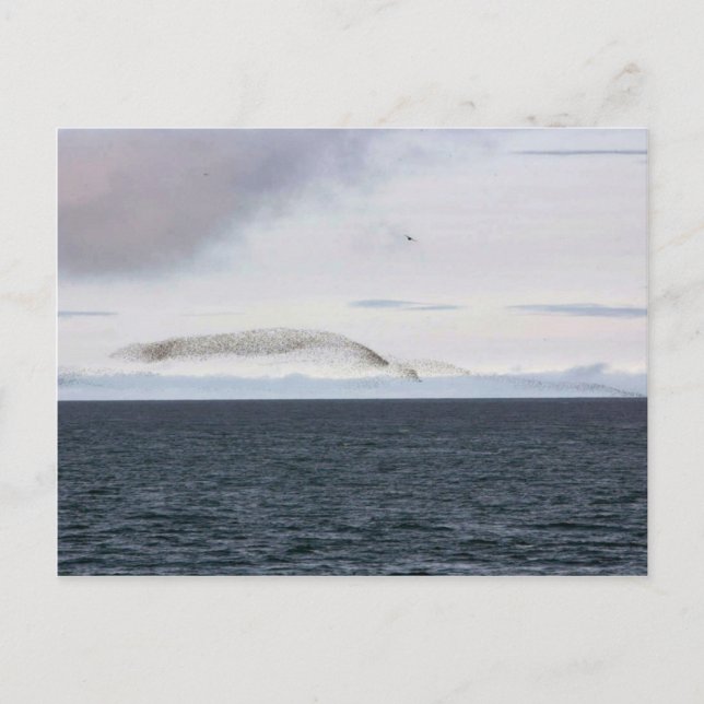 Auklet-molnet, Kasatochi-ön Vykort (Framsida)