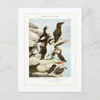 Auks Vykort