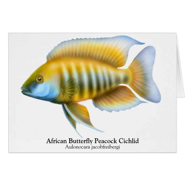 Aulonocara jacobfreibergi Peacock Cichlid Card Hälsningskort (Framsidan Horizontal)