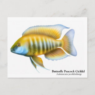 Aulonocara jacobfreibergi Postcard Vykort