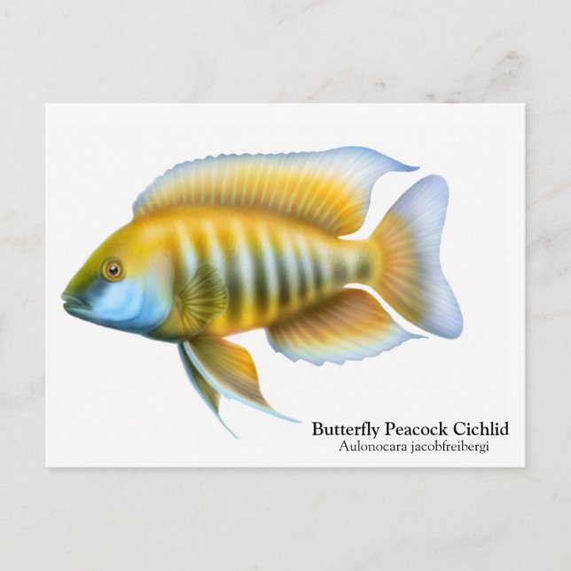 Aulonocara jacobfreibergi Postcard Vykort (Framsida)