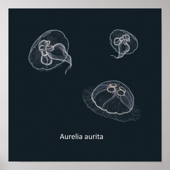 Aurelia aurita Educational Poster (Framsidan)