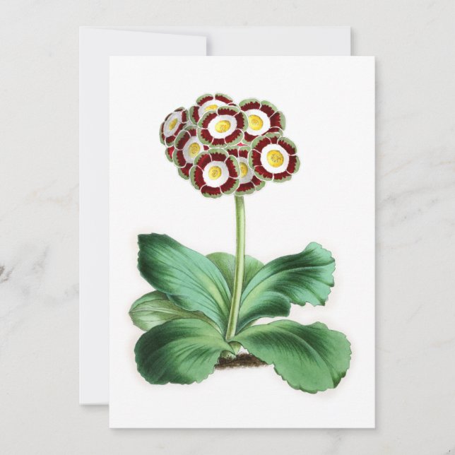 Auricula, Peter Campbell (Framsida)