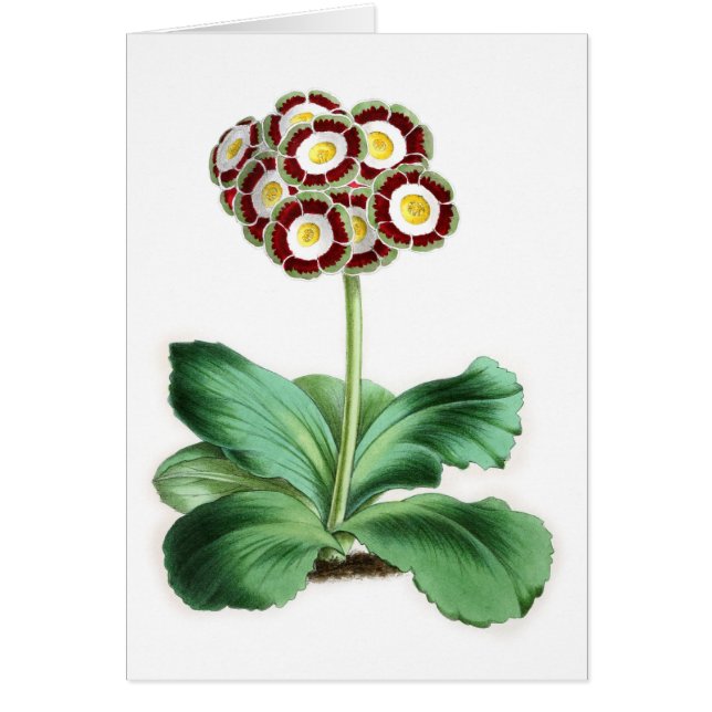 Auricula Peter Campbell Hälsningskort (Framsidan)