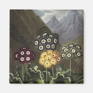 Auriculas från Dr John Robert Thorntons Magnet