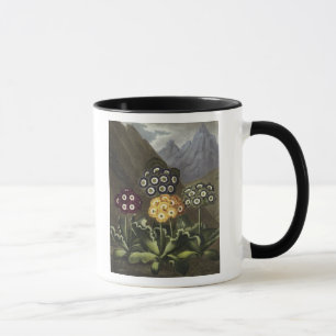 Auriculas från Dr John Robert Thorntons Mugg