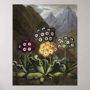 Auriculas från Dr John Robert Thorntons Poster