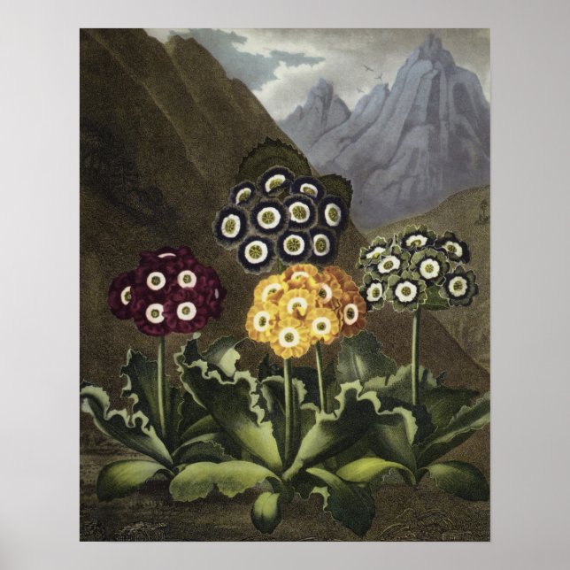 Auriculas från dr John Robert Thorntons Poster (Framsidan)
