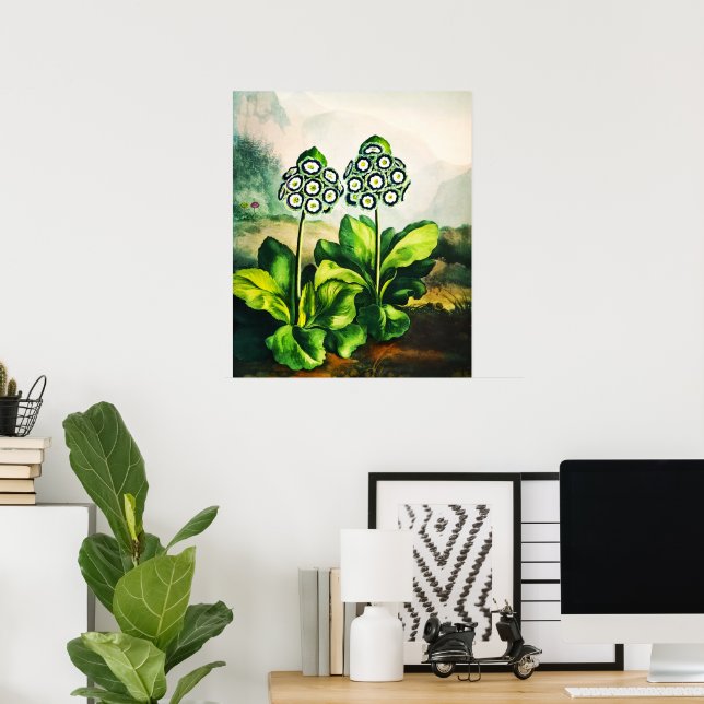 Auriculas Poster (Hemmakontoret)