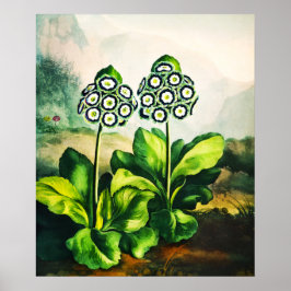 Auriculas Poster