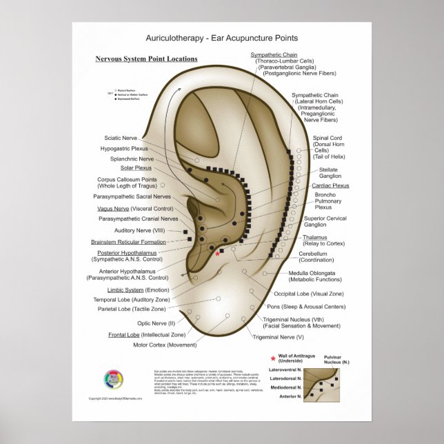 Auriculotherapy Ear Acupuncture Poster (Framsidan)