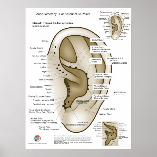 Aurikuloterapibehandling Öronakupunktur Poster (Framsidan)