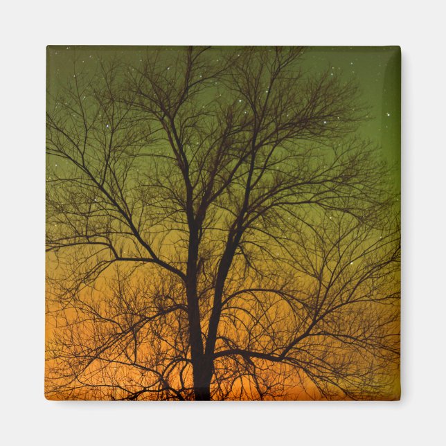 Aurora Borealis & Cottonwood Träd Magnet (Framsidan)