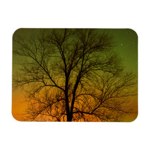 Aurora Borealis & Cottonwood Träd Magnet