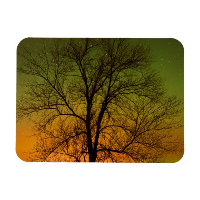 Aurora Borealis & Cottonwood Träd Magnet (Horisontell)