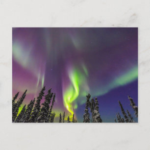 Aurora Borealis Fairbanks, Alaska Vykort