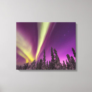 Aurora Borealis Norrsken Fairbanks Alaska Canvastryck