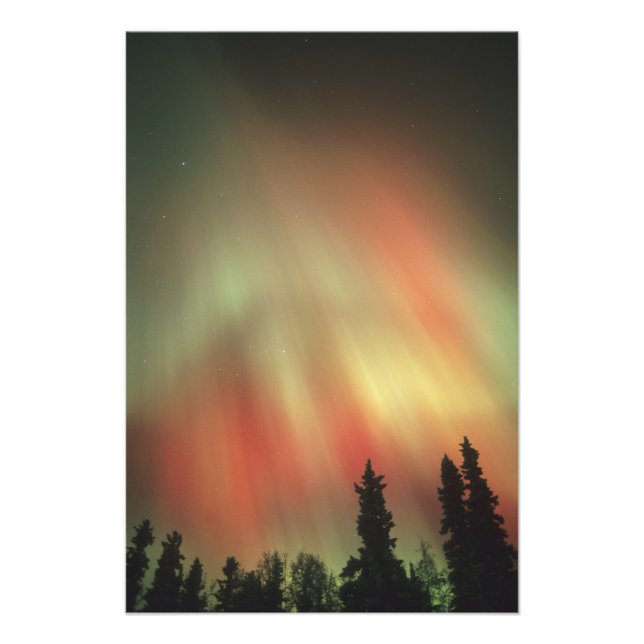 Aurora Borealis, Norrsken, Fairbanks Fototryck (Framsidan)
